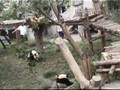 videos de Chengdu panda base,morning