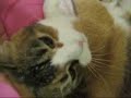 meow2p meow2p
