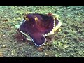 Lembeh / Sangihe