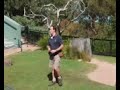 Taronga Zoo bird show
