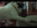 videos de lucky a very stylish cat.dv