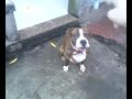 wow..amazing ung dog..nakakaintindi...