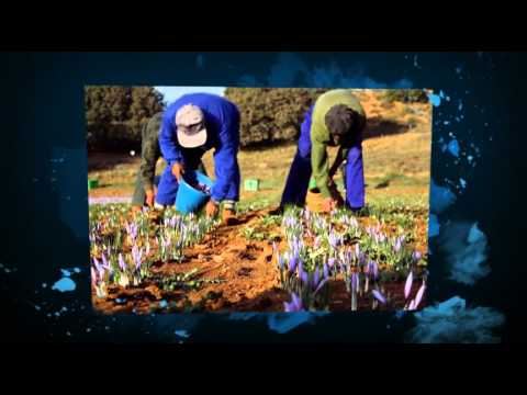how to grow saffron