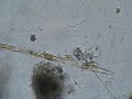 Bacillaria paxillifera Just Slides Along Bacillaria paxillifera Just Slides Along