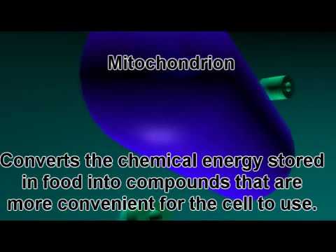how to isolate organelles in a cell