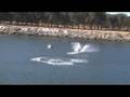 Dolphins Tailwalking