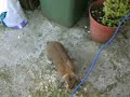 My Gay Rabbitss