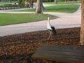Cigogne Alsaciene - French Stork Cigogne Alsaciene - French Stork