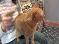 Safari&reg; Soft Slicker for Cats