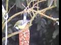 Vogels in de tuin.