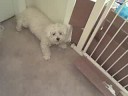 Tiger the puppy
