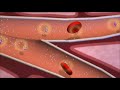 Insulin and the Regu