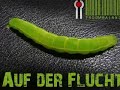 troombaland- kojo ( auf der flucht)