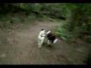 Join Team HumDog for a relaxing yet thrilling bikejor cruizing at about 15 MPH on a narrow single track through the ancient redwoods of Northern California.