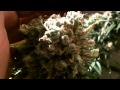 White Widow Harvest FAT BUDS