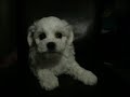 Bichon Frise Puppy Bichon Frise Puppy