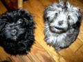 dogs for obama.avi