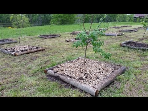 Planting Fruit trees in clay soil