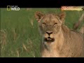Amazing hunt by lions- NAT GEO wildlife