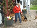 Schäferhund Boris Schäferhund Boris