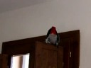 mouthy african grey parrot - cenerino chiacchierone mouthy african grey parrot - cenerino chiacchierone