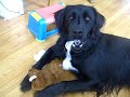 Dog with Rabies