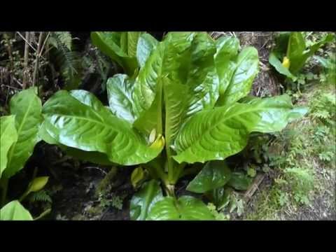 how to transplant skunk cabbage