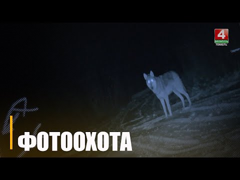 Сцяпан Бамбіза больш дзесяцігоддзя назірае за светам дзікай прыроды праз аб’ектывы фотапастак видео