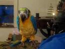 Chad and Squawkers McCaw Chad and Squawkers McCaw