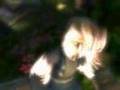 GF Bioshock