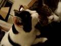 動物萌え系ムービー＊毛繕い