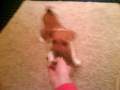 Jack Russell