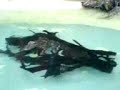 Afrikanische Wassermaus
