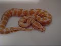 1st Place! Albino Ball Python...saliordude reptile contest