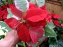 Poinsettias 4\" Pots 2008 Poinsettias 4\" Pots 2008