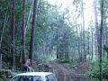 felling a fir felling a fir