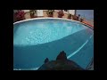 Ever Seen A Turtle With A Tortucam?