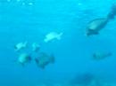 Bumphead Parrotfish, Sipadan Island