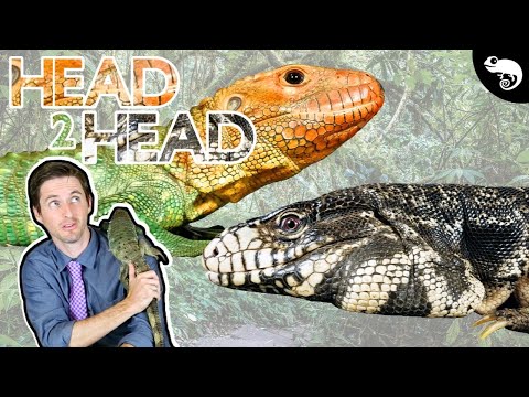 YouTube reptile video