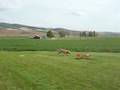 Yellow-Lab-chases-RC