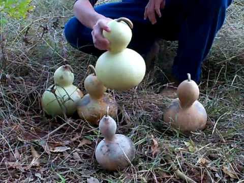 how to harvest gourds