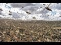 SWARMS OF MILLIONS OF LOCUST PLAGUE ...