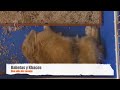 El conejo microblogger
