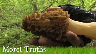 How Morel Truths helped me find Morel Mushrooms.