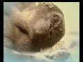 Part 2 Pet Emotions - Animal X Classic 2