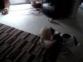 videos de Dogbook Movie: Trevor and Carly