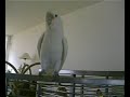 Goffi dansen