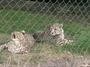 Fota wildlife park