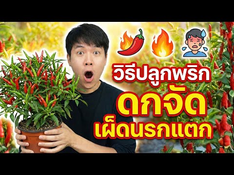 ปลูกพริก ดกสุดขั้ว  เผ็ดสุดขีด วิทยาศาสตร์  ภูมิปัญญาชาวบ้าน