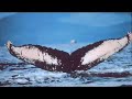 Comienza el viaje con las ballenas